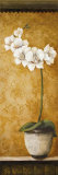 Hanna's Orchids II Láminas por Susan Osborne