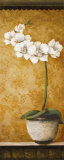 Hanna's Orchids II Affiches par Susan Osborne