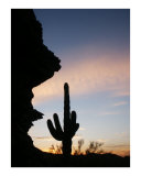 Saguaro Shadows Photographic Print by Harley Lever