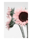 Pink Sunflowers Photographic Print by Yen Ly