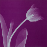 Silver Tulip Láminas por Steven N. Meyers