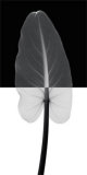 Calla Leaf I Affiche par Steven N. Meyers
