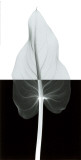 Calla Leaf II Affiches par Steven N. Meyers