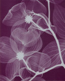 Silver Dogwood Affischer av Steven N. Meyers Silver Dogwood Affischer av Steven N. Meyers