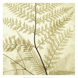 Ferns II Lámina por Steven N. Meyers