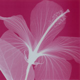 Silver Hibiscus Pósters por Steven N. Meyers