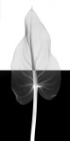 Calla Leaf II Prints by Steven N. Meyers