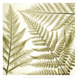 Ferns III Prints by Steven N. Meyers