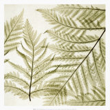 Ferns I Prints by Steven N. Meyers