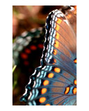 Papillon Photographie par Lauren Taglialatela