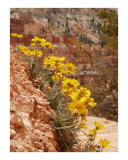 Bryce  Bouquet Photographic Print by Harley Lever