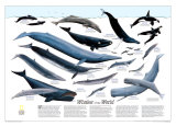 Whales of the World Map Poster