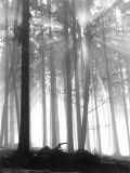 Forest Dawn Prints by Stephen King