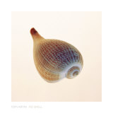 Fig Shell Poster af Tom Artin