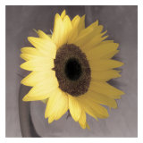 Sunflower Prints by Erin Clark
