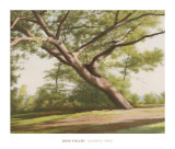 Leaning Tree, 2003 Poster by John Folchi
