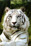 Siberian Tiger Poster Siberian Tiger Poster