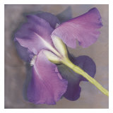 Parfum Prints by Erin Clark Parfum Prints by Erin Clark