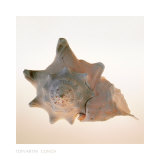 Tom Artin - Conch - Reprodüksiyon Tom Artin - Conch - Reprodüksiyon