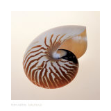 Nautilus Plakater af Tom Artin