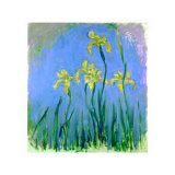 Les Iris Jaunes Poster par Claude Monet