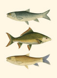 Antique Fish I Prints by Ernest Briggs
