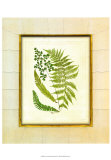 Fern with Crackle Mat II Prints by Samuel Curtis