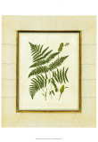 Fern with Crackle Mat IV Prints by Samuel Curtis