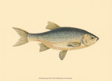 Small Antique Fish IV Posters
