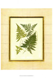 Fern with Crackle Mat I Poster by Samuel Curtis