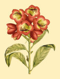 Blushing Rhodos III Art