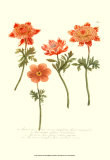 Anémone II Affiches par Johann Wilhelm Weinmann
