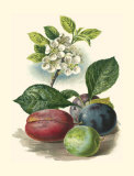 Plum Blossom Prints
