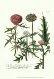 Weinmann, Plate 315 Posters by Johann Wilhelm Weinmann