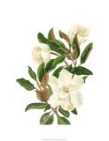 Magnolia II Edición limitada por Pamela Shirley