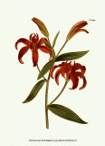 Samuel Curtis - Fiery Florals I - Poster Samuel Curtis - Fiery Florals I - Poster