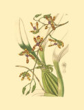 Orchids III Print by Ridgeway 