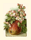Apple Blossom Posters