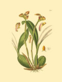 Orchids IV Prints by Ridgeway 