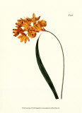 Fiery Florals IV Láminas por Samuel Curtis