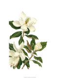 Magnolia I Limited Edition by Pamela Shirley