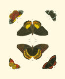 Cramer Butterfly Study I Print by Pieter Cramer
