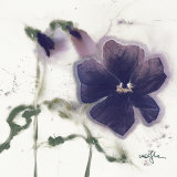Pansies V Reprodukcje autor Marthe