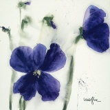 Pansies III Affiches par Marthe 