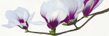 Magnolia Print by Stephanie Andrew