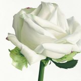 White Rose I Prints by Stephanie Andrew