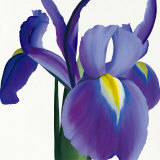 Iris Art by Stephanie Andrew