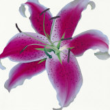 Lily Prints by Stephanie Andrew
