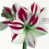 Amaryllis Poster by Stephanie Andrew