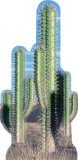 Cactus Group Stand Up